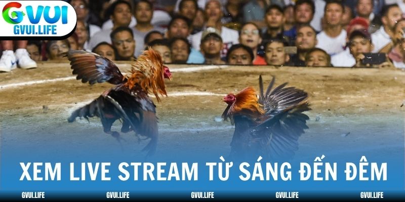 Xem đá gà live stream hôm nay từ sáng đến đêm